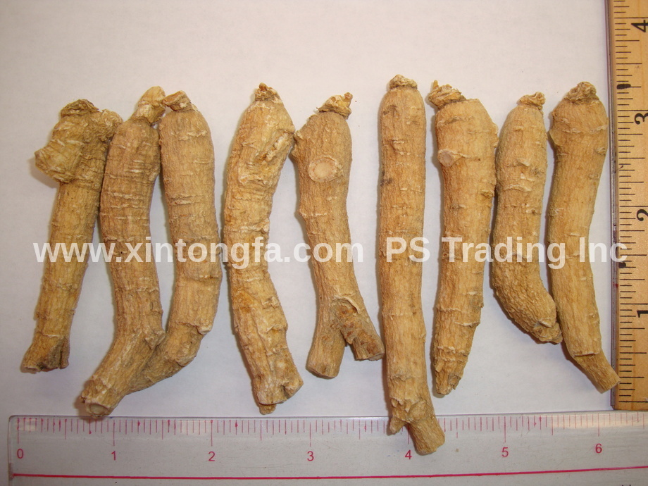 4oz 8oz 1LB -100% Large Wisconsin American Ginseng Root Long (#G4) 純正美国威州花期参 大長泡