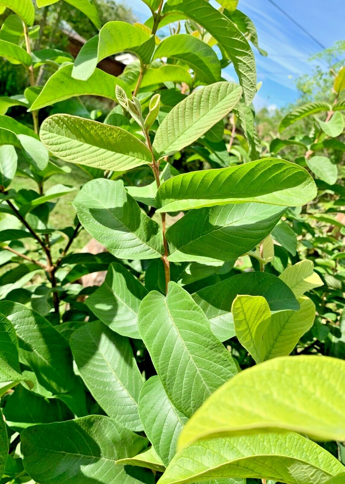 55 PC’S FRESH ORGANIC GUAVA LEAVES TEXAS GROWN GREEN Tea Hojas de Guayaba