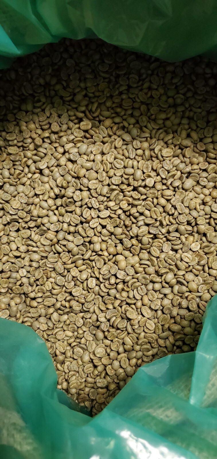 5 LB COSTA RICA, COSTA RICAN, UNROASTED GREEN COFFEE BEANS FIVE POUND – ARABICA