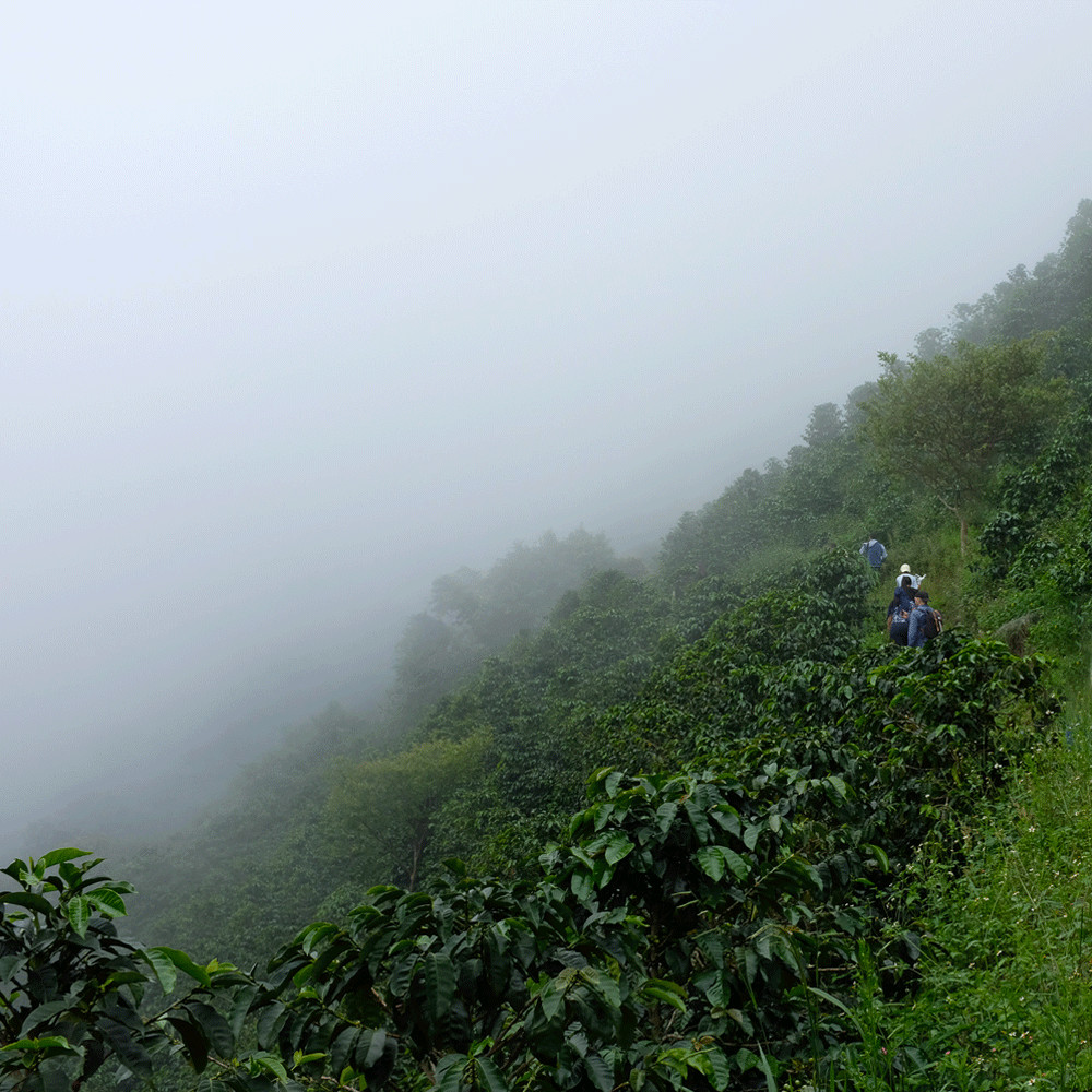 Ethiopian Yirgacheffe Coffee 3lb Fresh Medium Roast Single Origin 1 LB Bags