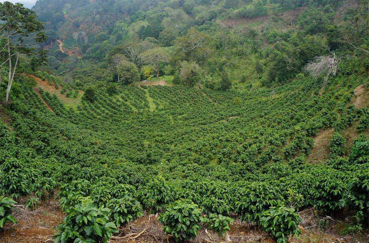 COSTA RICAN TARRAZU COFFEE BEANS DARK ROASTED 5 POUNDS