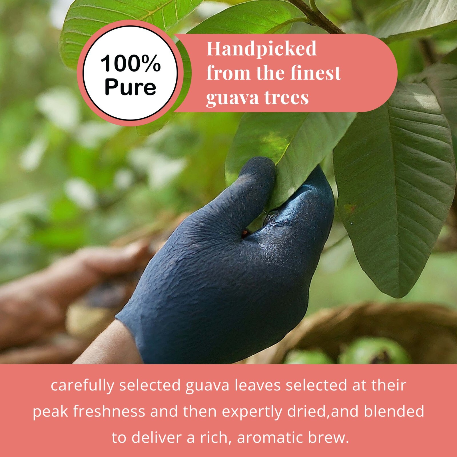 75 Organic Guava Leaf Tea Bags, 100% Pure Guava Tea, DiabeticTea