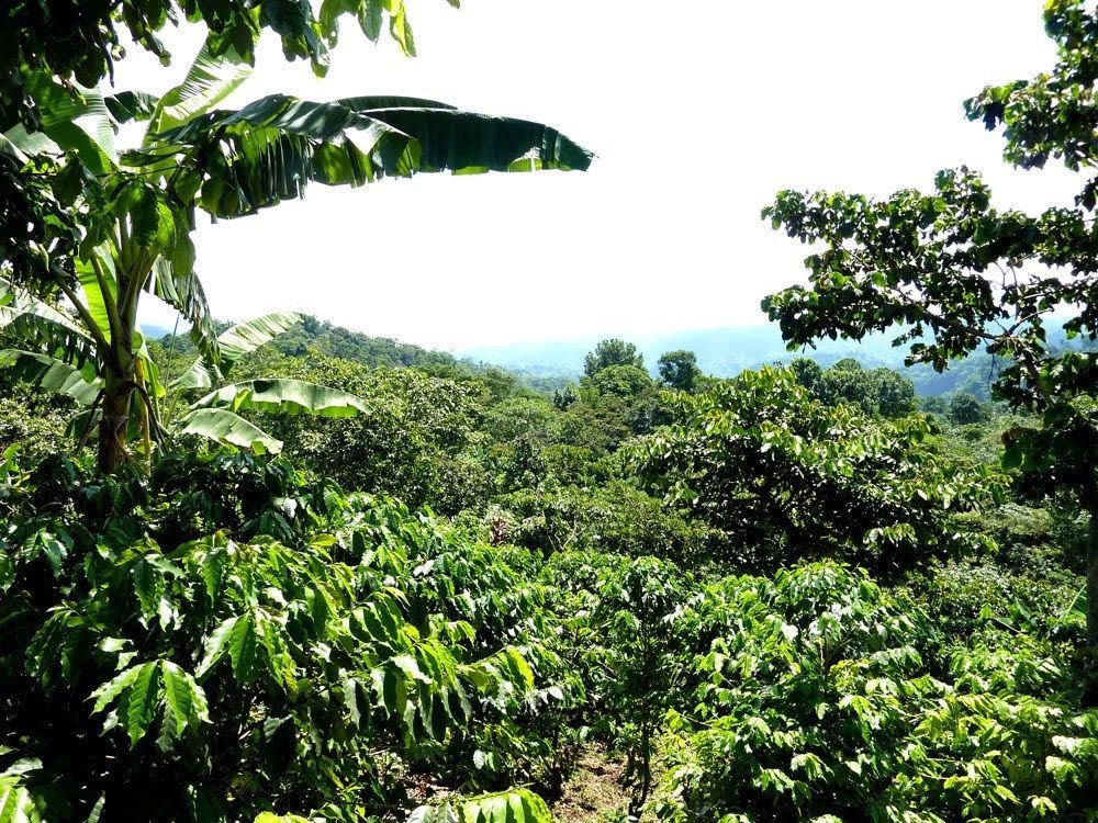 PANAMA BOQUETE COFFEE BEANS MEDIUM ROASTED 5 POUNDS