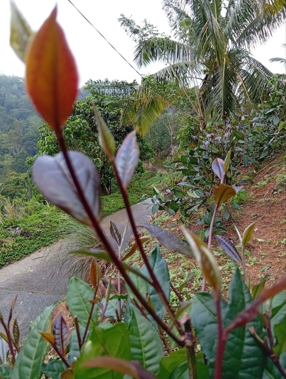 Best Ceylon Silver While Tea Dried Leaves 75 Handpicked Natural Strong & Quality