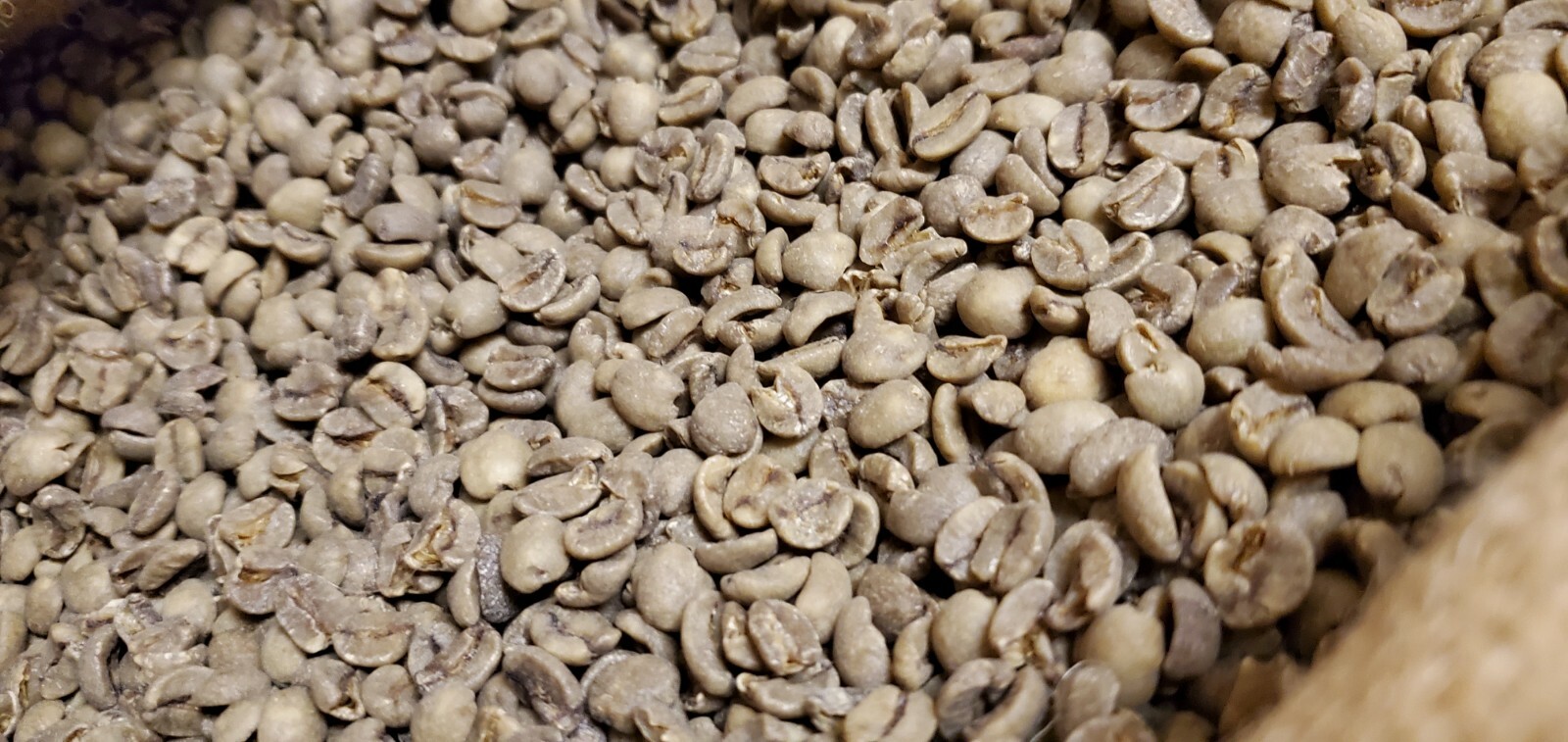 5 LB BRAZIL SWP SWISS WATER PROCESS UNROASTED GREEN COFFEE BEANS – ARABICA DECAF