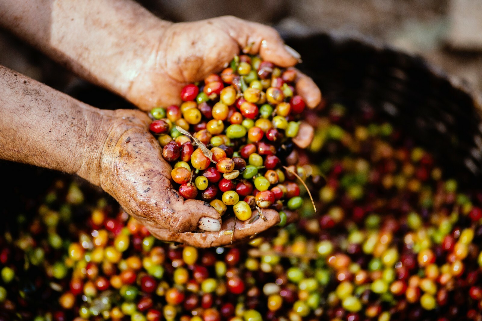 Kopi Luwak Coffee 2 Oz (56 grams) – Whole Bean – Medium Roast – 100% Pure