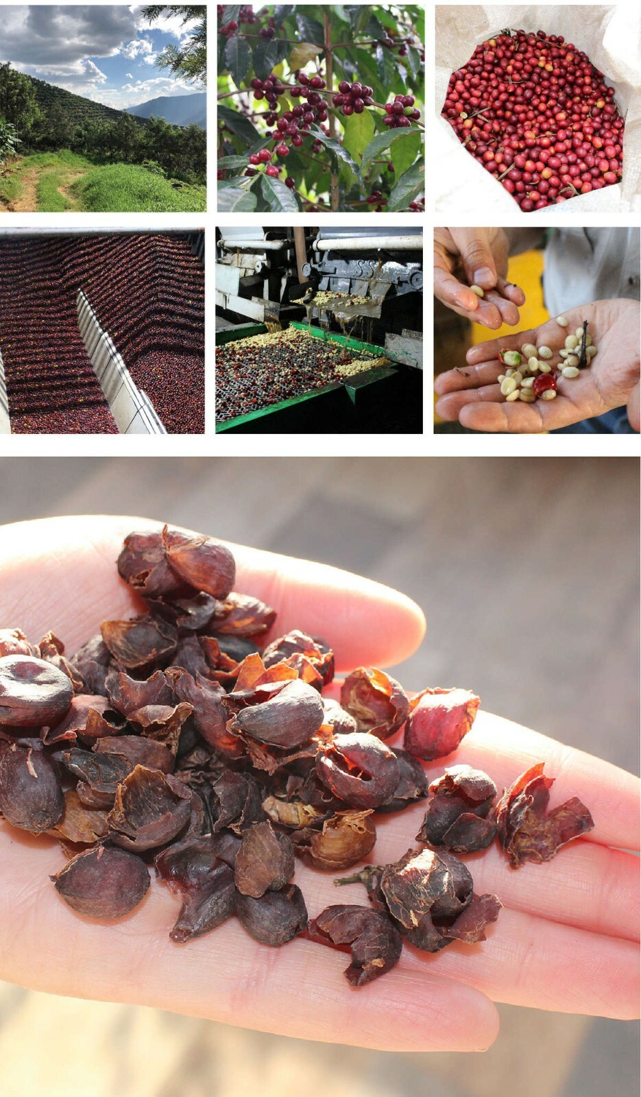 Costa Rica, Cascara Tea, Dried Coffee Fruit Berry / Cherry Tea – 4 oz Bag