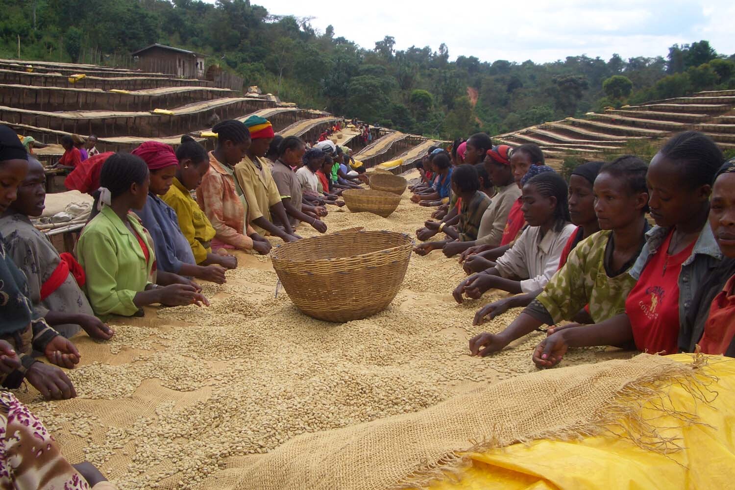 8oz/5lb – Ethiopia Yirgacheffe – African – Premium Fresh Roasted To Order Coffee