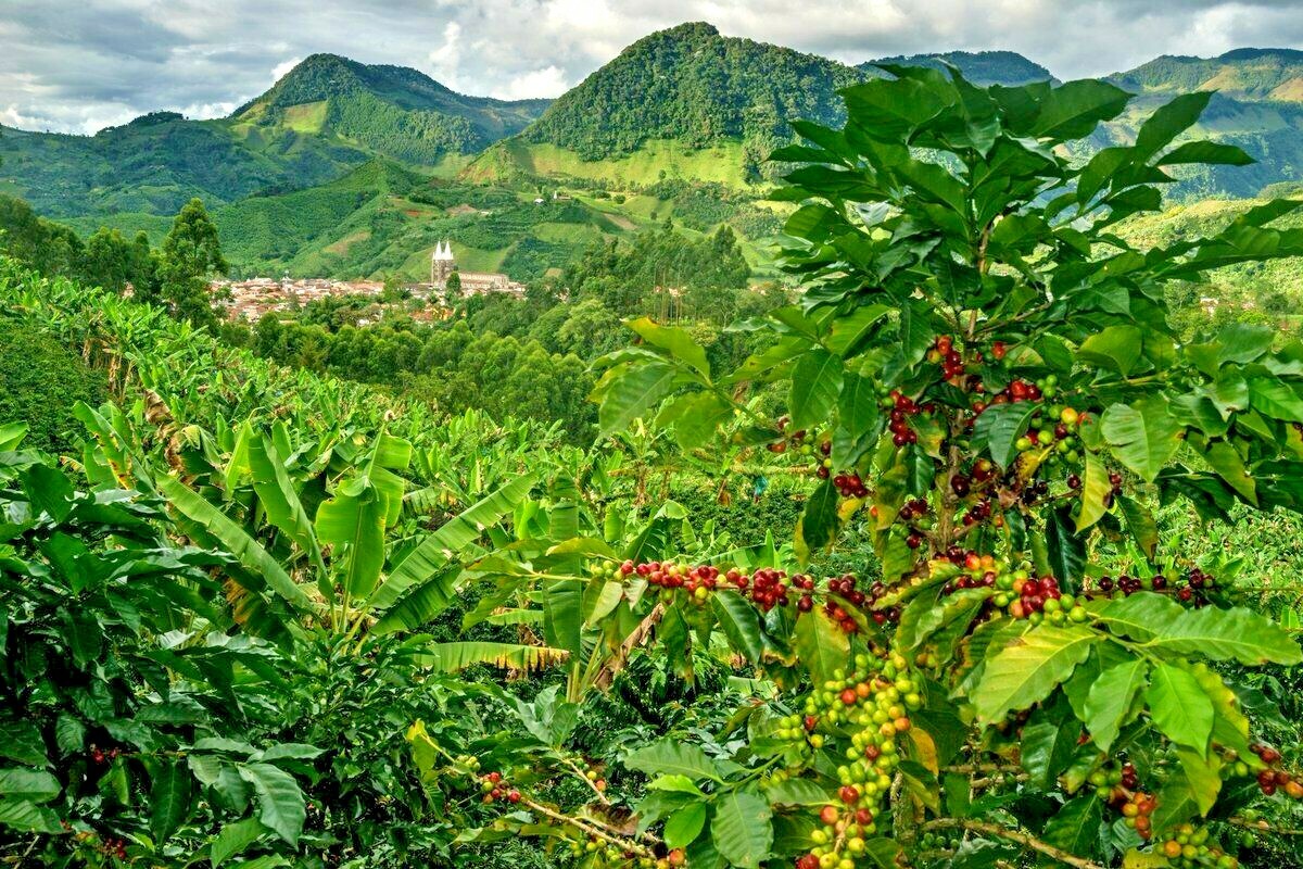 5 lb, Colombia Supremo Huila Green Unroasted Coffee Beans Five Pounds – Arabica