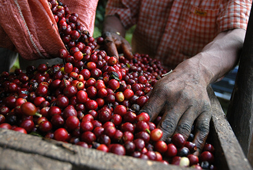 5, 10 LB SINGLE ORIGIN EAST TIMOR FRESH ROASTED COFFEE LIMITED SUPPLY – ORGANIC