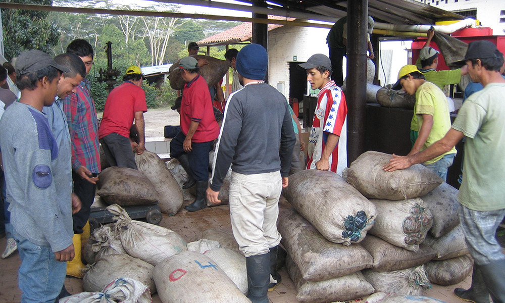 Ethiopian Yirgacheffe Coffee 3lb Fresh Medium Roast Single Origin 1 LB Bags