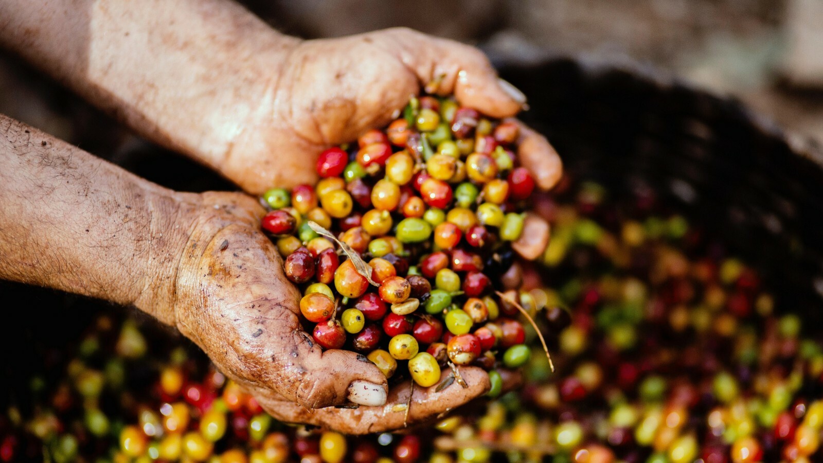 5 lb PANAMA BOQUETE ROASTED COFFEE BEANS WHOLE BEAN – ARABICA – MEDIUM ROAST