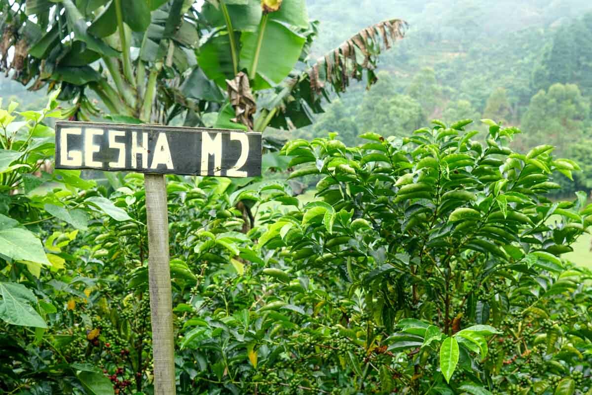 Costa Rican Geisha Coffee Beans Medium Roasted Daily 2 Bags / 1 Pound Each