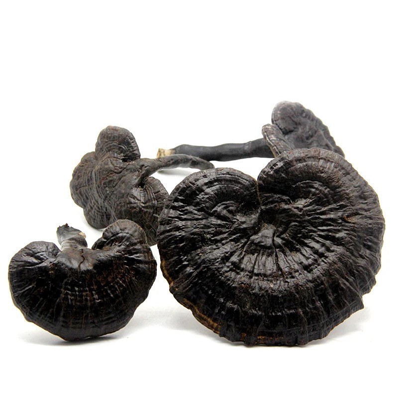 Hei Ling Zhi 黑灵芝, Reishi Mushroom, Japanese Wild Black Reishi 454g Grow in Japan