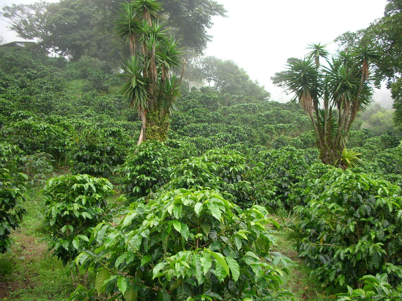 MEXICAN OAXACA COFFEE BEANS MEDIUM ROASTED 5 POUNDS