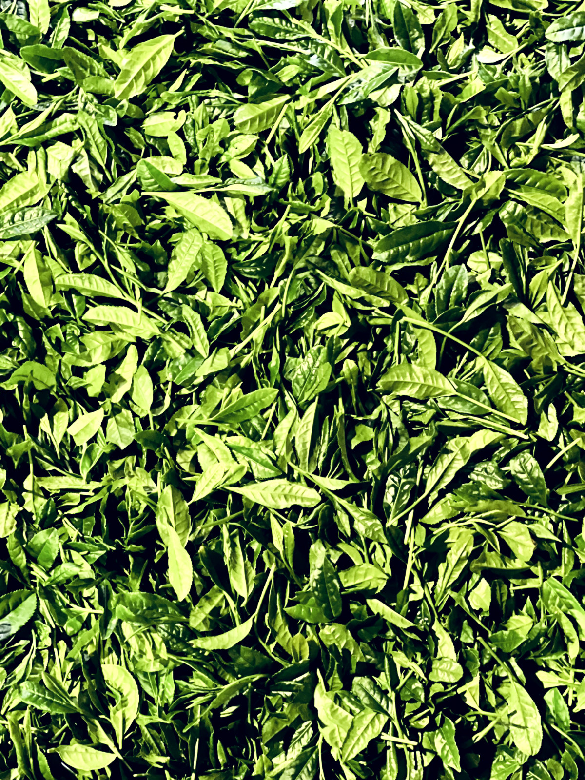 Premium Yame Matcha – 100g Retail Bag (Also Available in 1kg Bulk Pack)