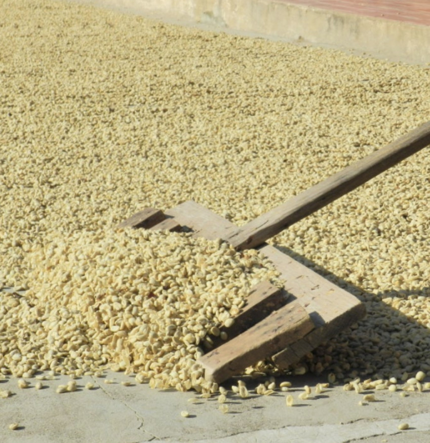 Costa Rica Cafetico – Single Origin – Caturra-Catuai varietal – Medium Roast