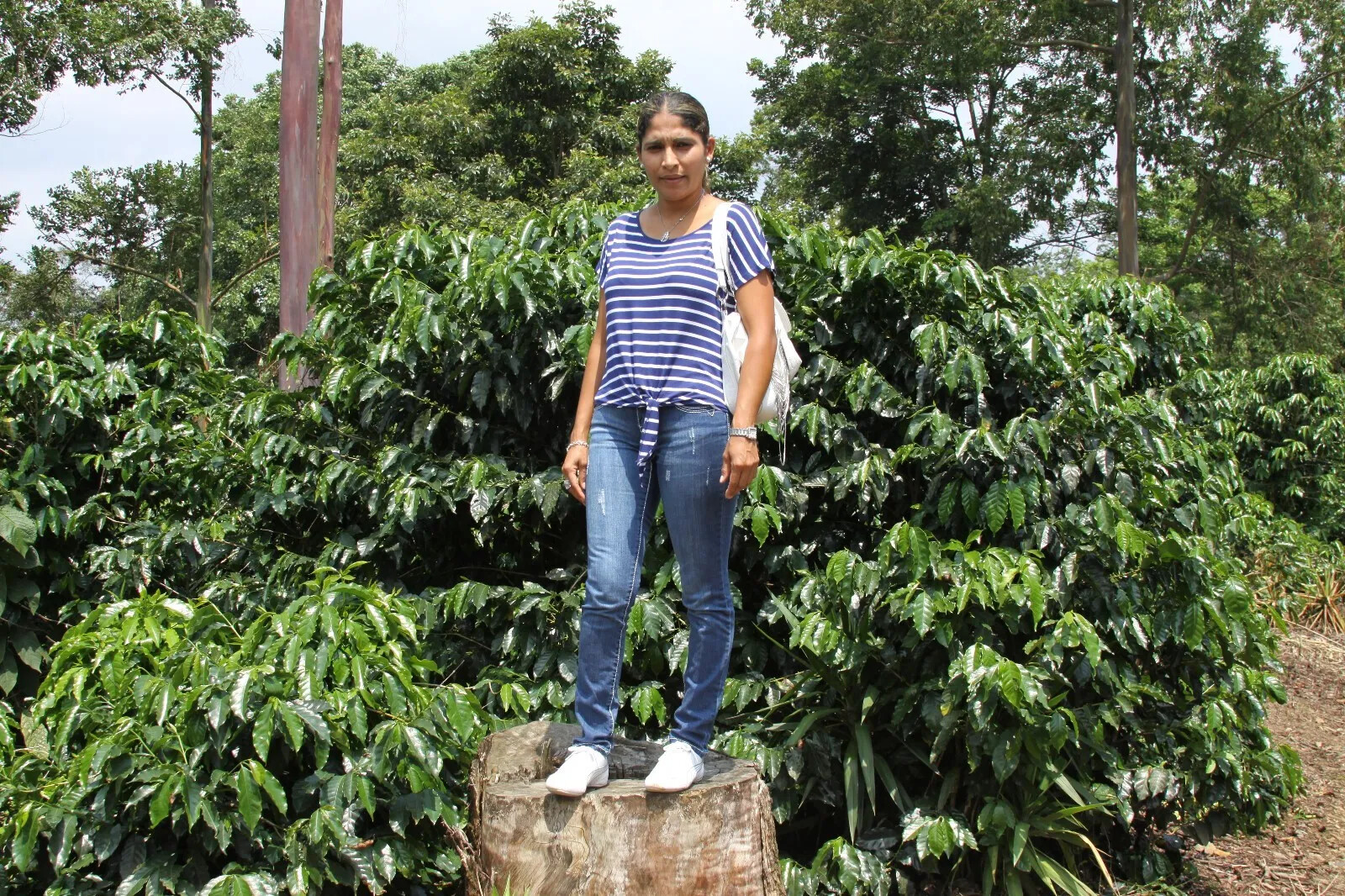 100% JAMAICAN BLUE MOUNTAIN COFFEE BEANS MEDIUM ROASTED 2 TO 12 POUNDS