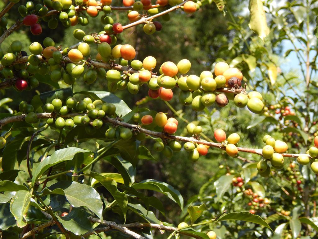 ETHIOPIA YIRGACHEFFE – Premium Specialty Coffee – Unroasted Green Beans Roaster
