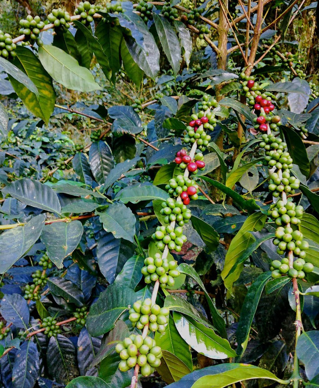 Costa Rica Cafetico – Single Origin – Caturra-Catuai varietal – Medium Roast