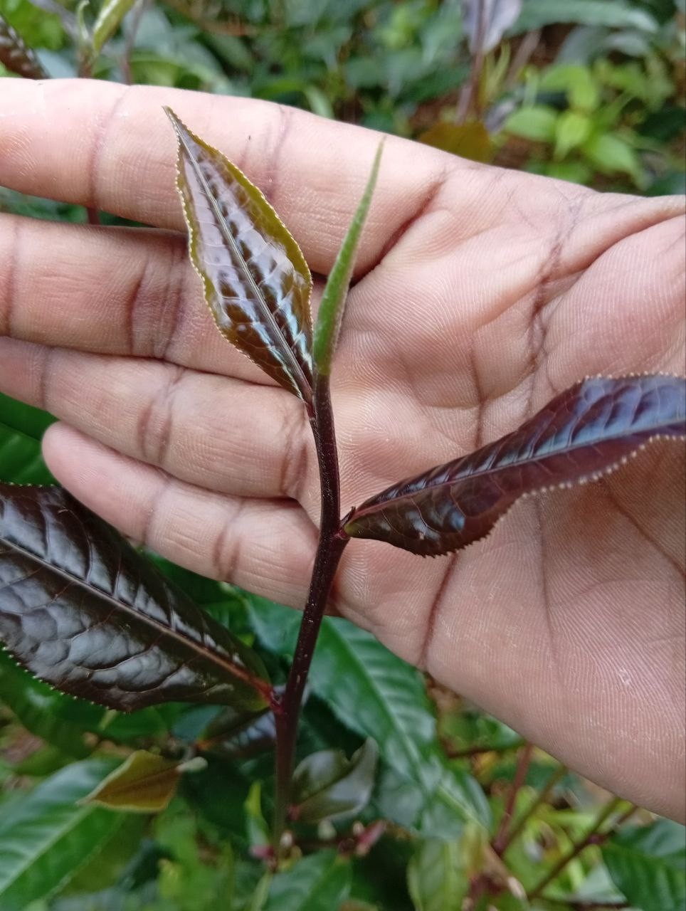 Best Ceylon Silver While Tea Dried Leaves 75 Handpicked Natural Strong & Quality