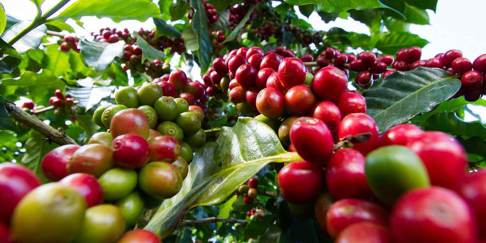 2, 5, 10 LB KENYA KENYAN FRESH ROASTED COFFEE WHOLE BEANS OR GROUND – ARABICA